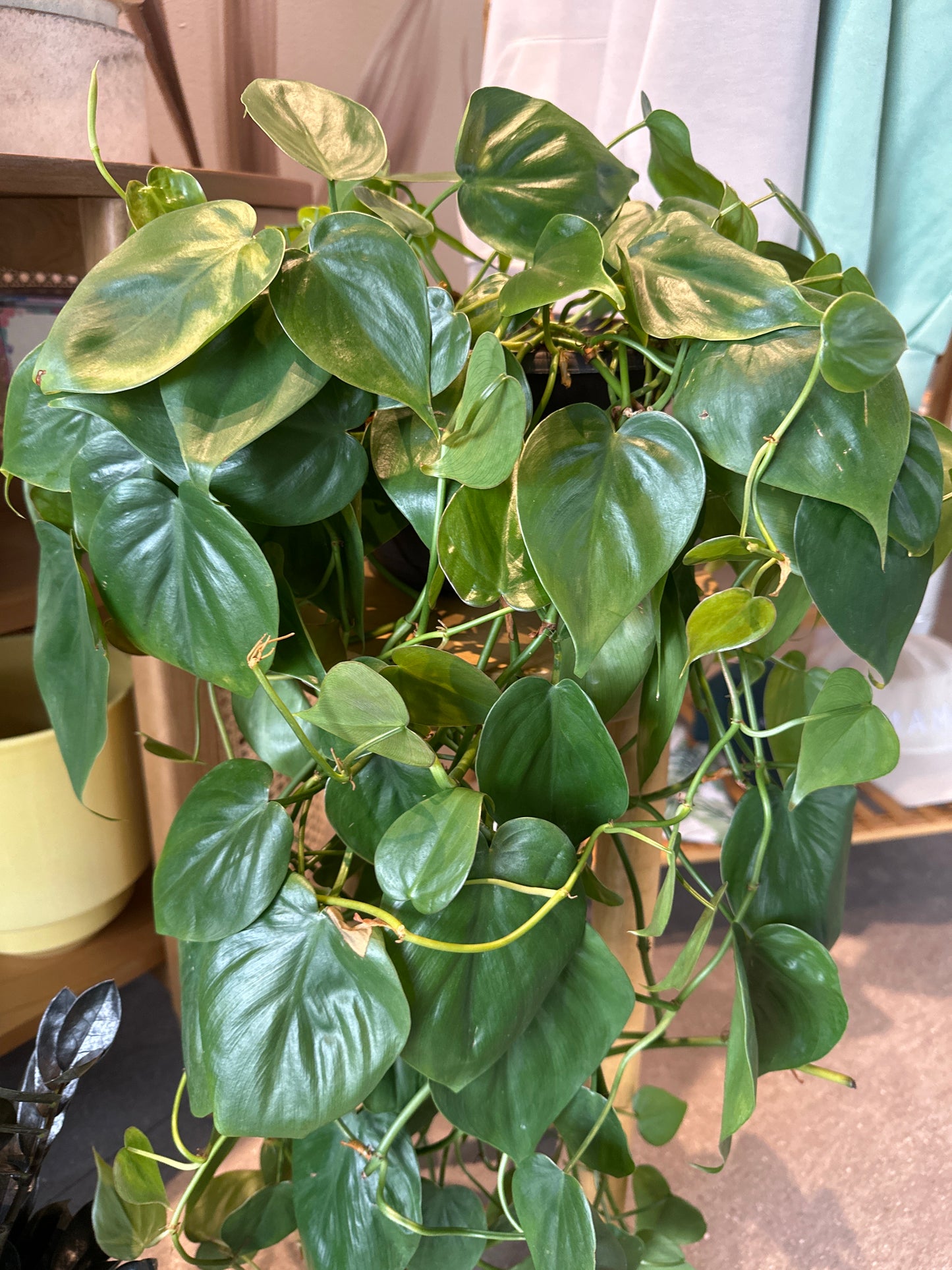 PLANTA HEARTLEAF COLGANTE CHICA