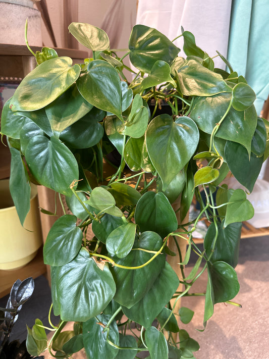 PLANTA HEARTLEAF COLGANTE CHICA