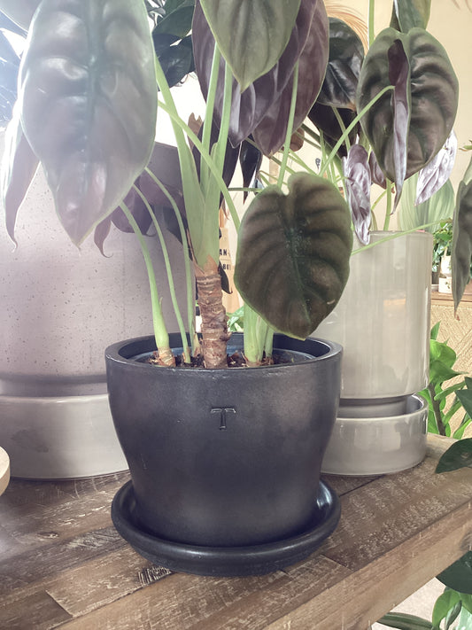 Maceta Trinitate Gris Platino