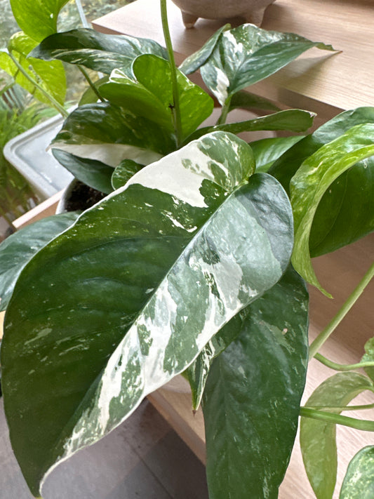 Pothos Variegada Albo