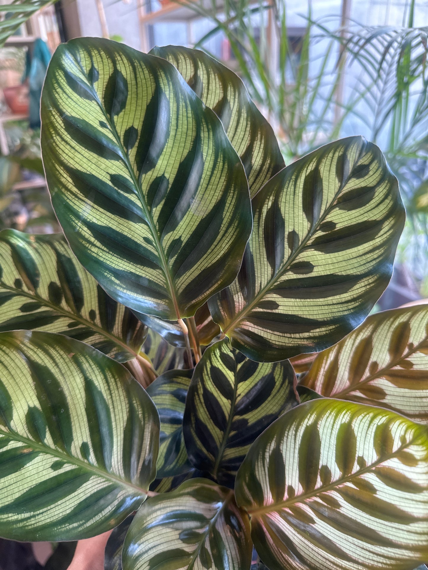 Planta Calathea Macoyana