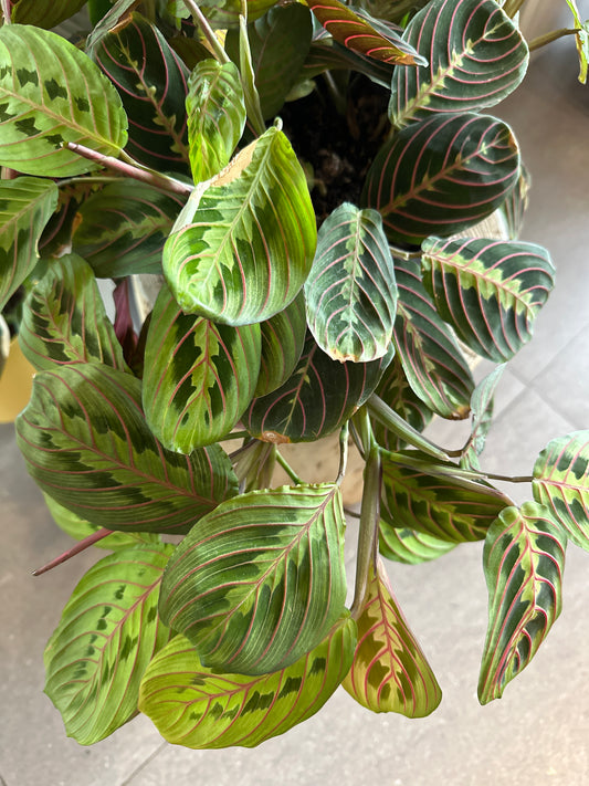 Planta Maranta Roja Grande