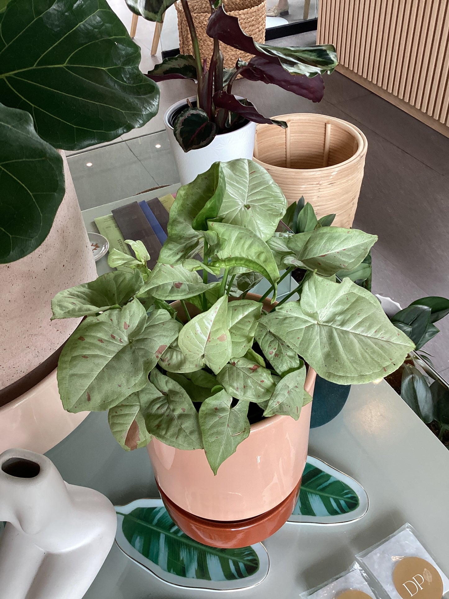 Planta Syngonium Romeo