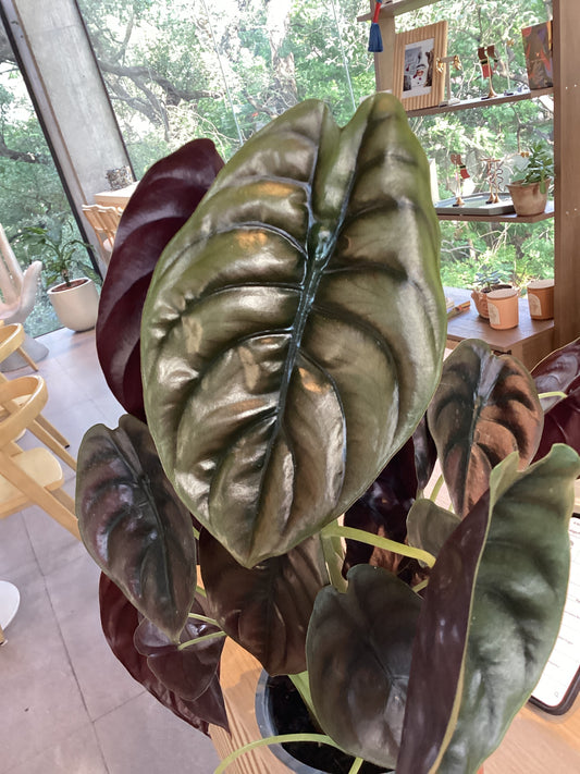 Planta Cuprea Red Secret