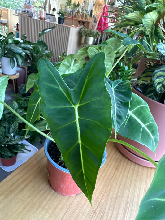 PLANTA ALOCASIA FRYDEK