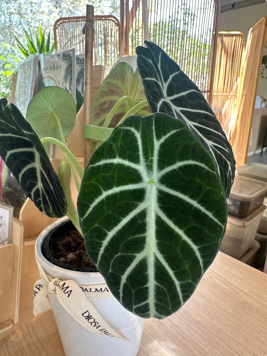 Planta Anturio Crystallinum