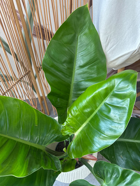 PLANTA PHILODENDRON IMPERIAL VERDE