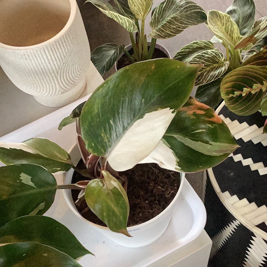 Planta Philodendron Knight S