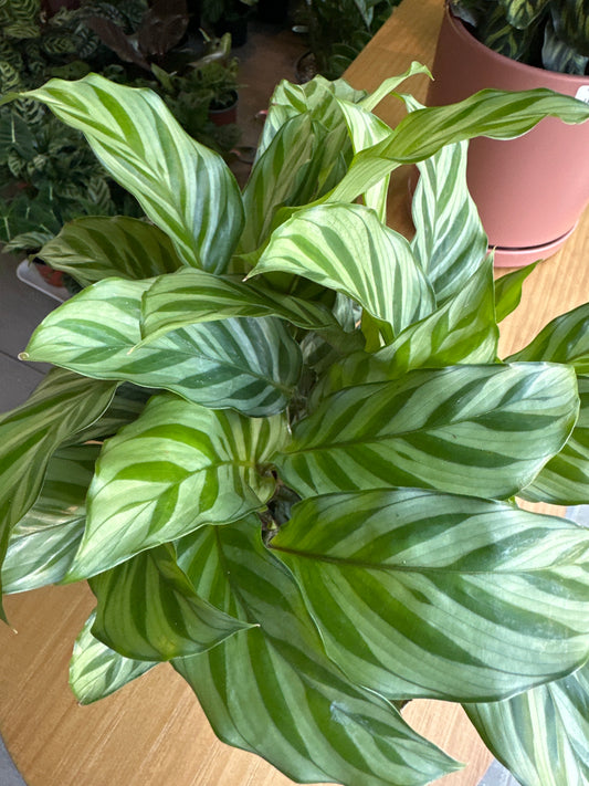 Planta Calathea Freddy