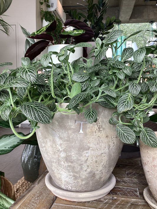 Maceta Trinitate 27 cm Mediterránea