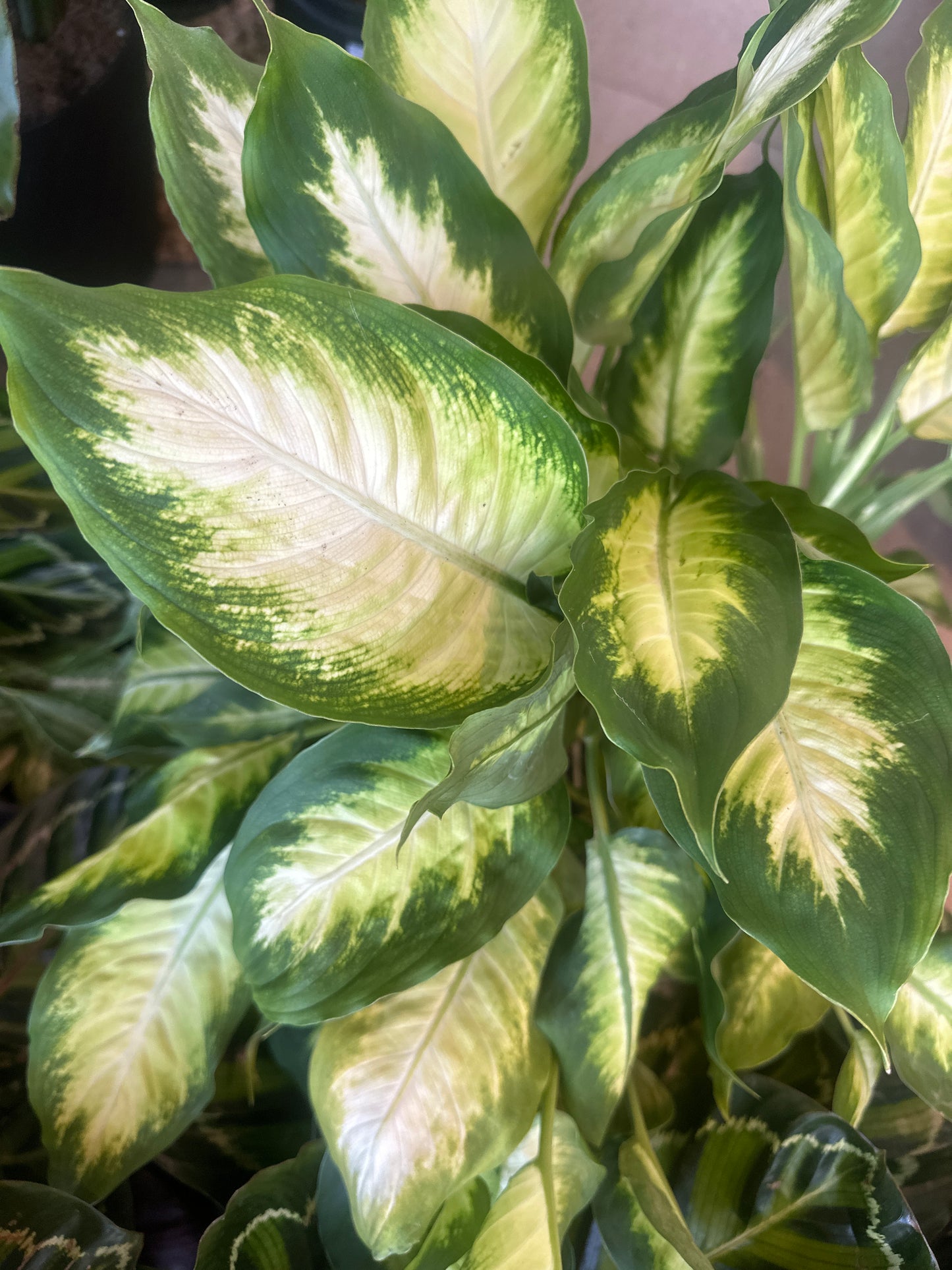 Planta Dieffenbachia Camila