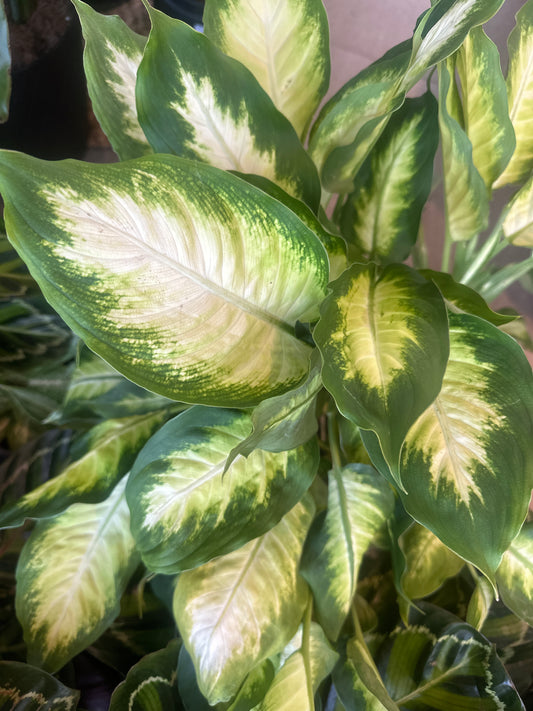 Planta Dieffenbachia Camila