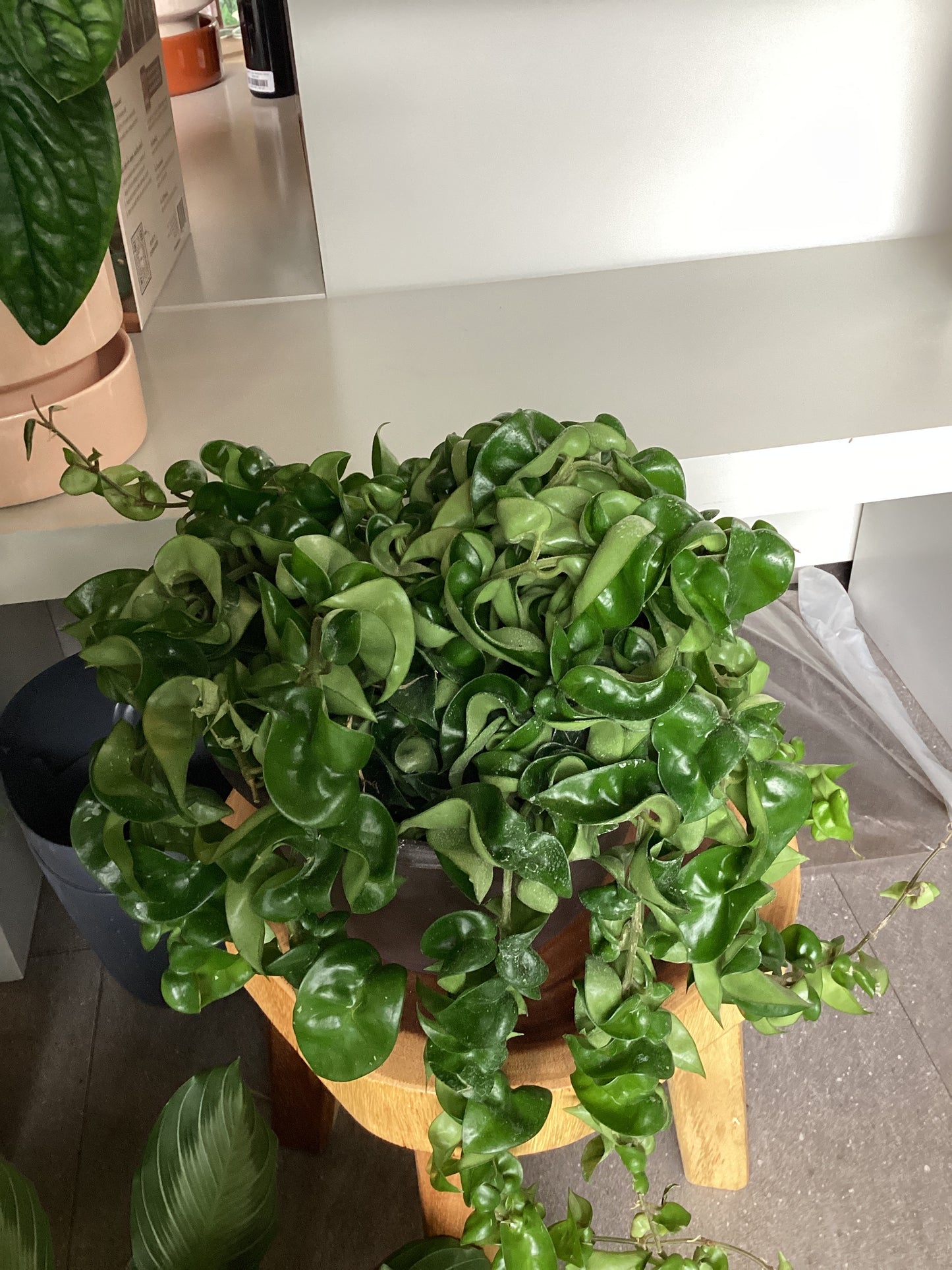 Planta Hoya Carnosa Colgante