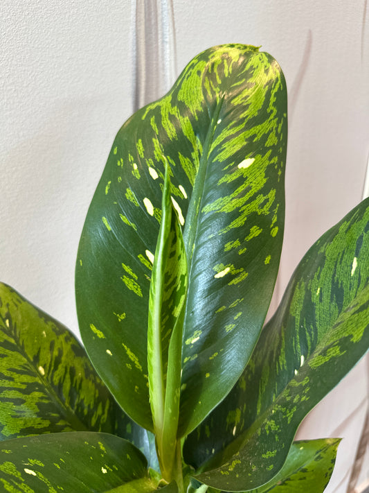 PLANTA DIEFFENBACHIA SPARKLE
