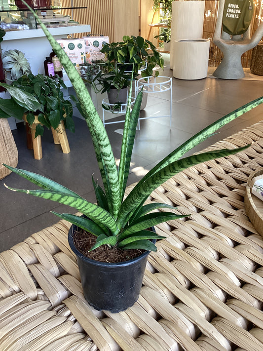 Planta Waco Estrella