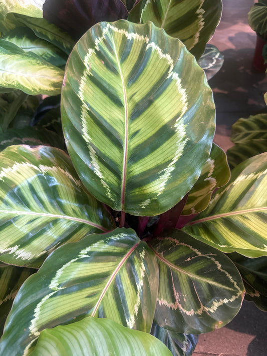 Planta Calathea Medallion
