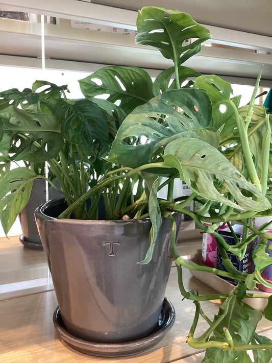 Maceta Trinitate 20 cm Vaso Liso Gris