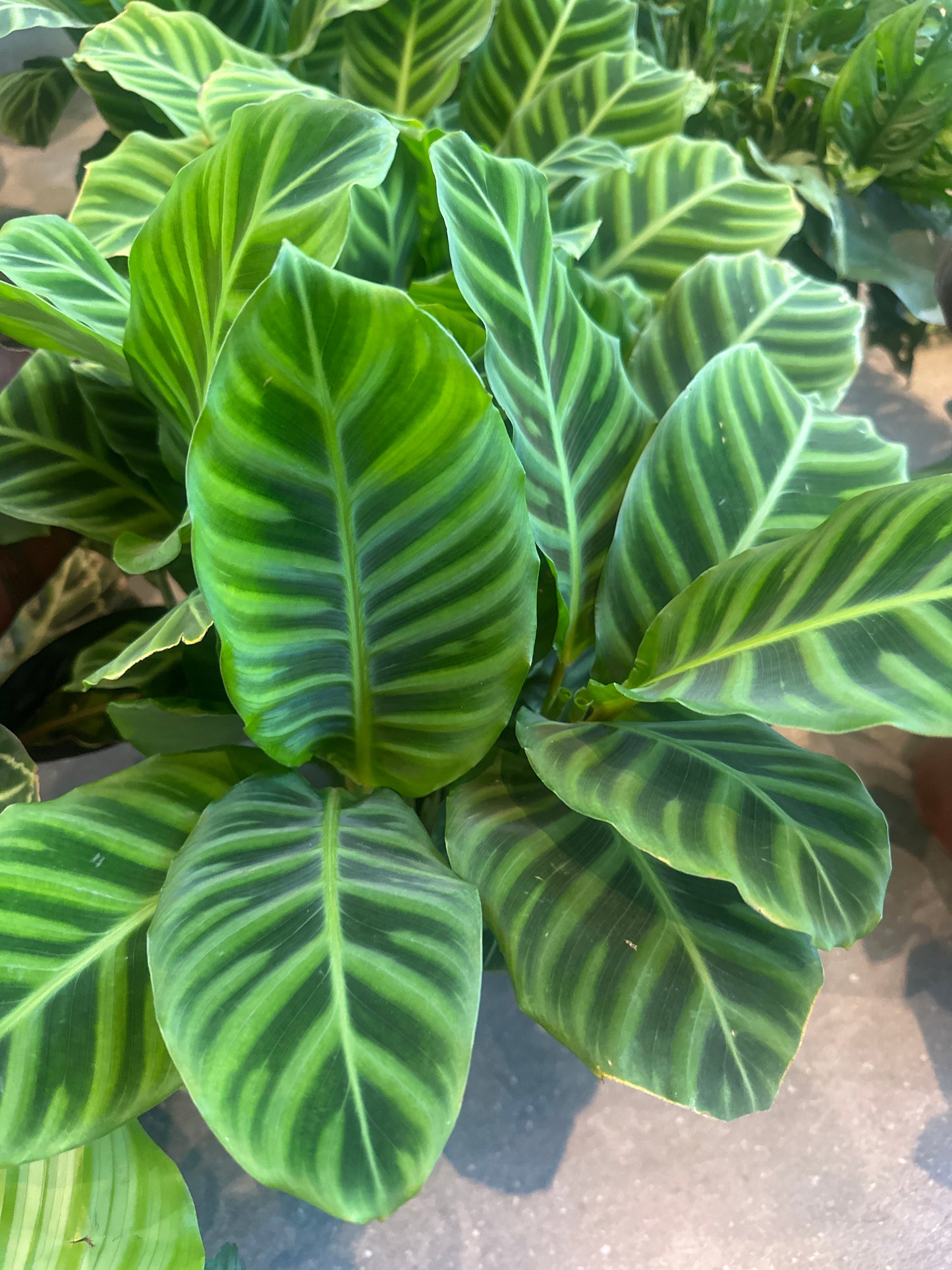 Planta Calathea Zebrina
