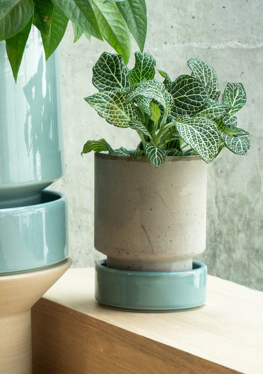 Maceta Bergs 12 cm Gris Plato Azul Set