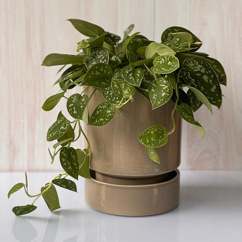 Maceta Italiana Bergs, 18 cm Gris Glaceado/Plato Gris Glaceado
