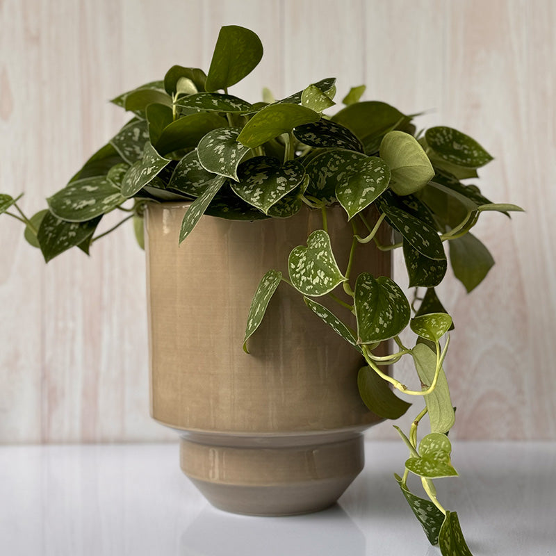 Maceta Italiana Bergs, 18 cm Gris Glaceado/Plato Gris Glaceado