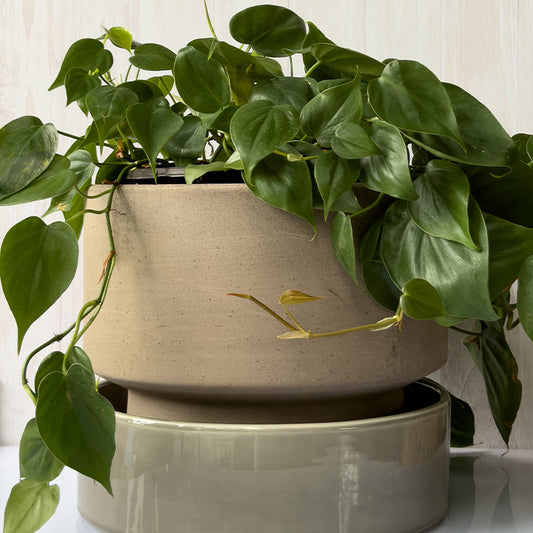 Bergs Italiana 21 cm Barro Gris/Plato Glaceado Gris