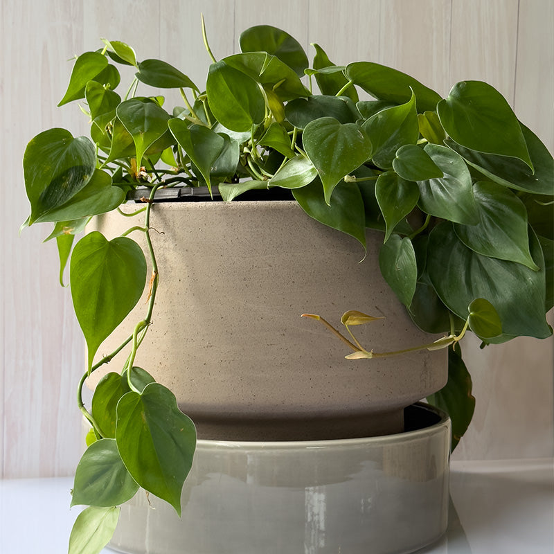 Maceta Italiana Bergs 30 cm Barro Gris/plato Gris Glaceado