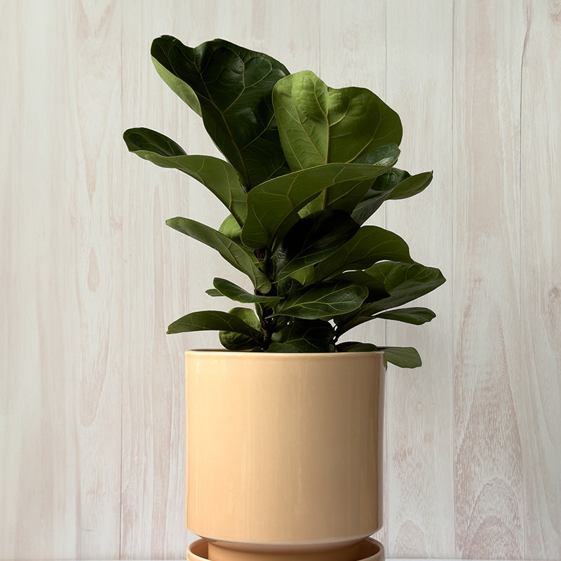 Maceta Bergs Italiana 18 cm Rosa Glaceado/Plato Glaceado