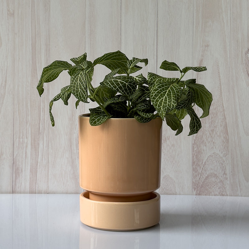 Maceta Bergs Italiana 18 cm Rosa Glaceado/Plato Glaceado