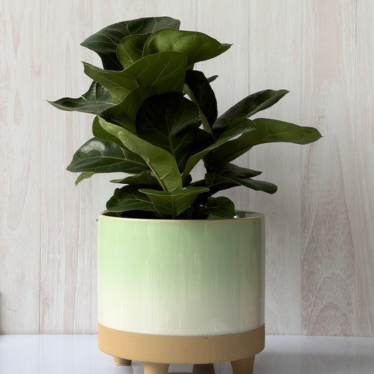 TARTU GRANDE , 25 CM.