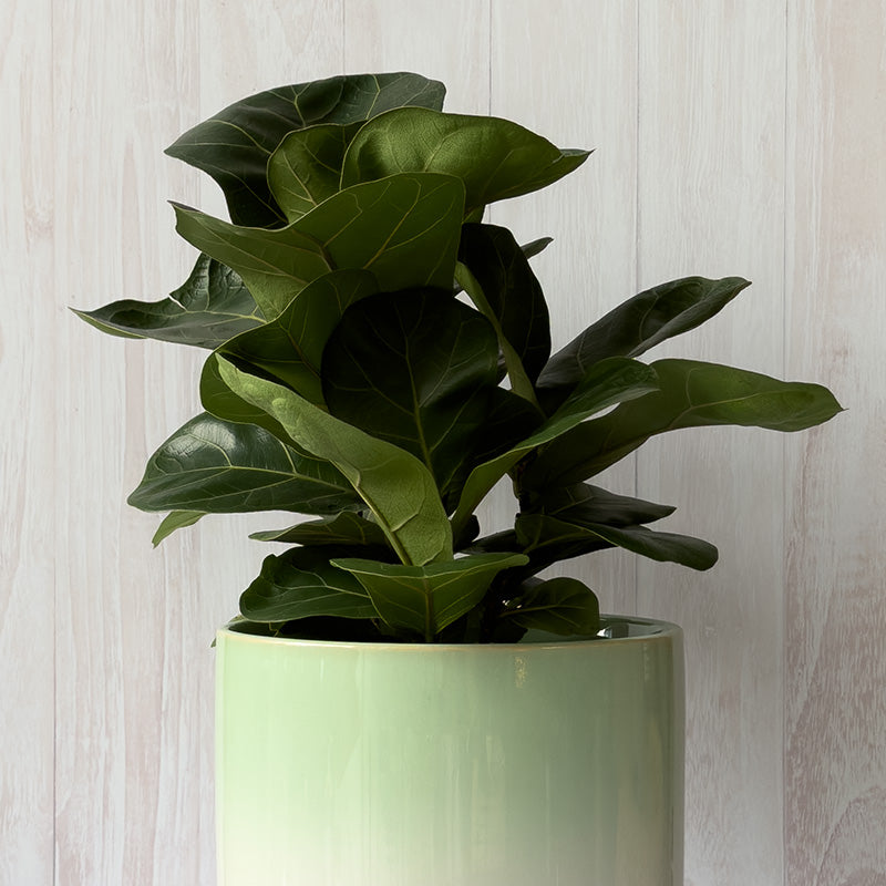 TARTU GRANDE , 25 CM.