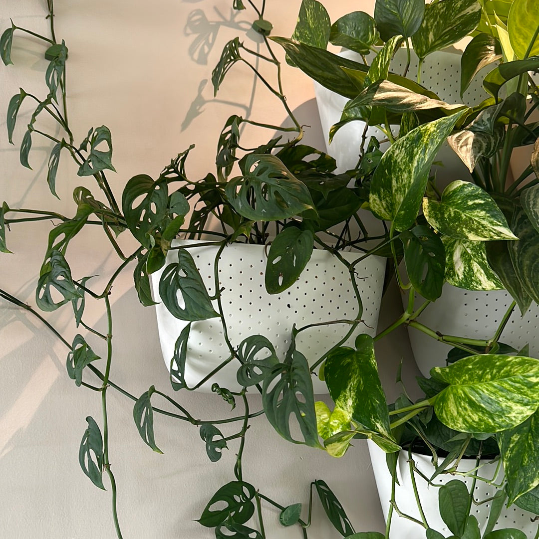 Maceta Eco Livingwall