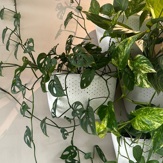 Maceta Eco Livingwall