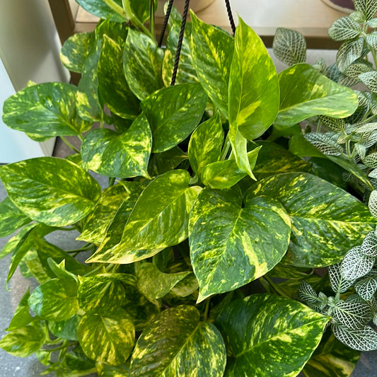 Planta Golden Pothos Grande