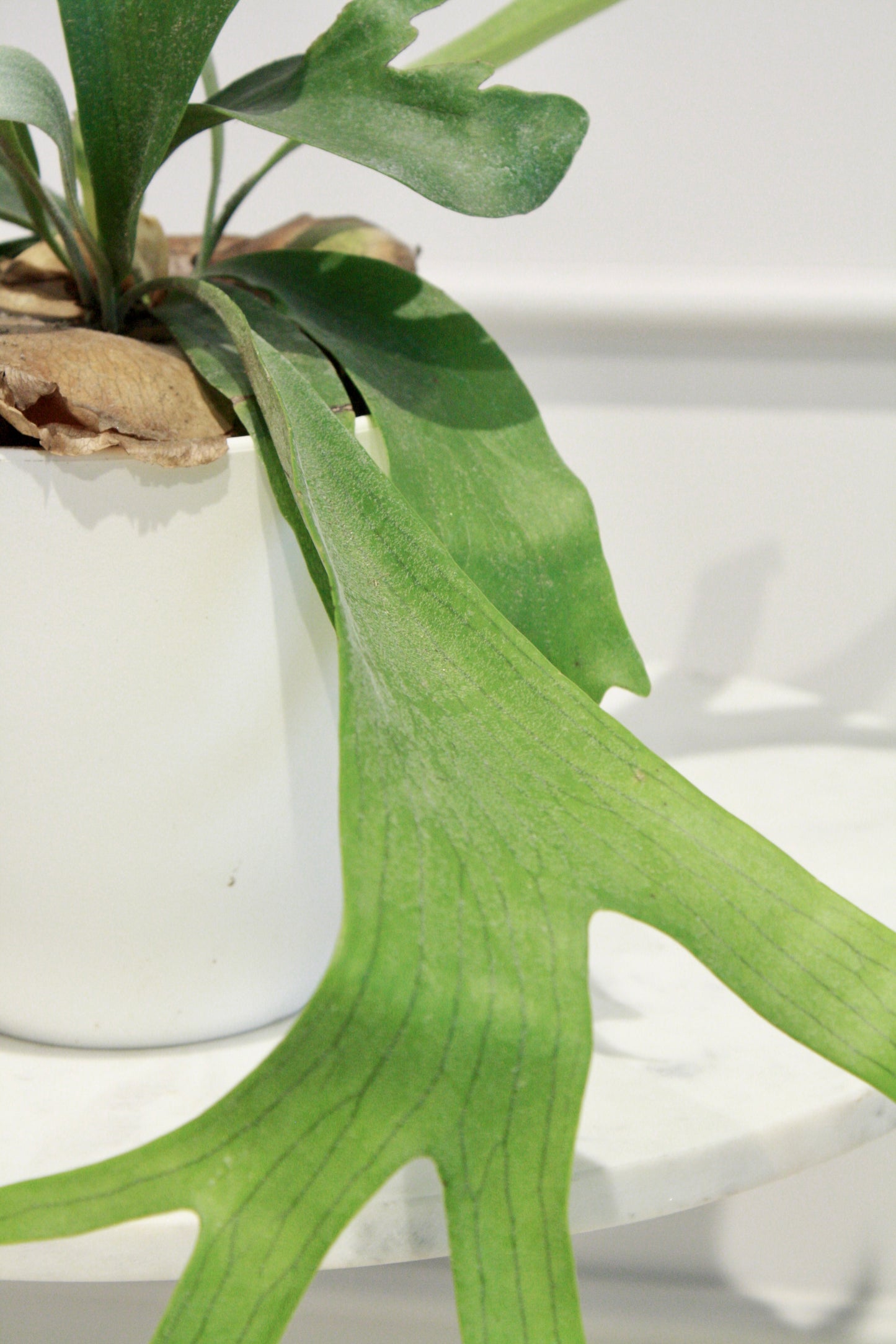 Planta Cuerno de Alce