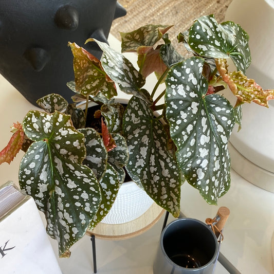 Planta Begonia Pink Point