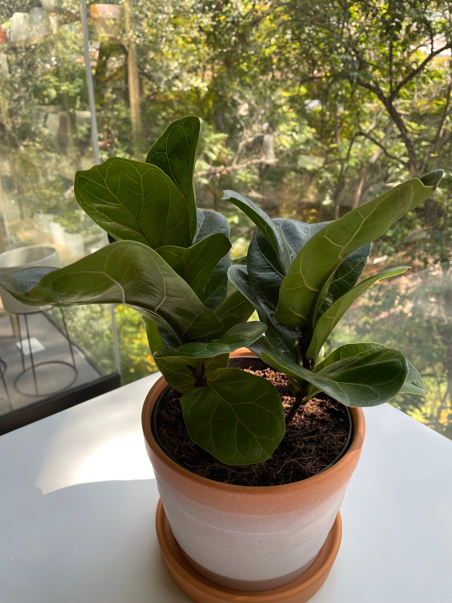 Planta Pandurata Bambino