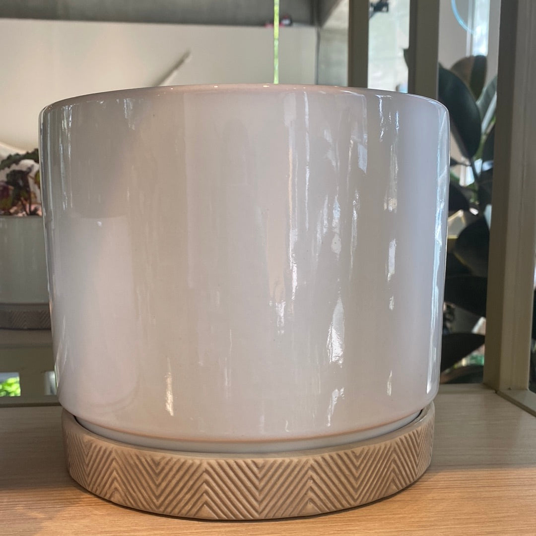 Maceta Cilindro Blanca Plato Beige Mediano