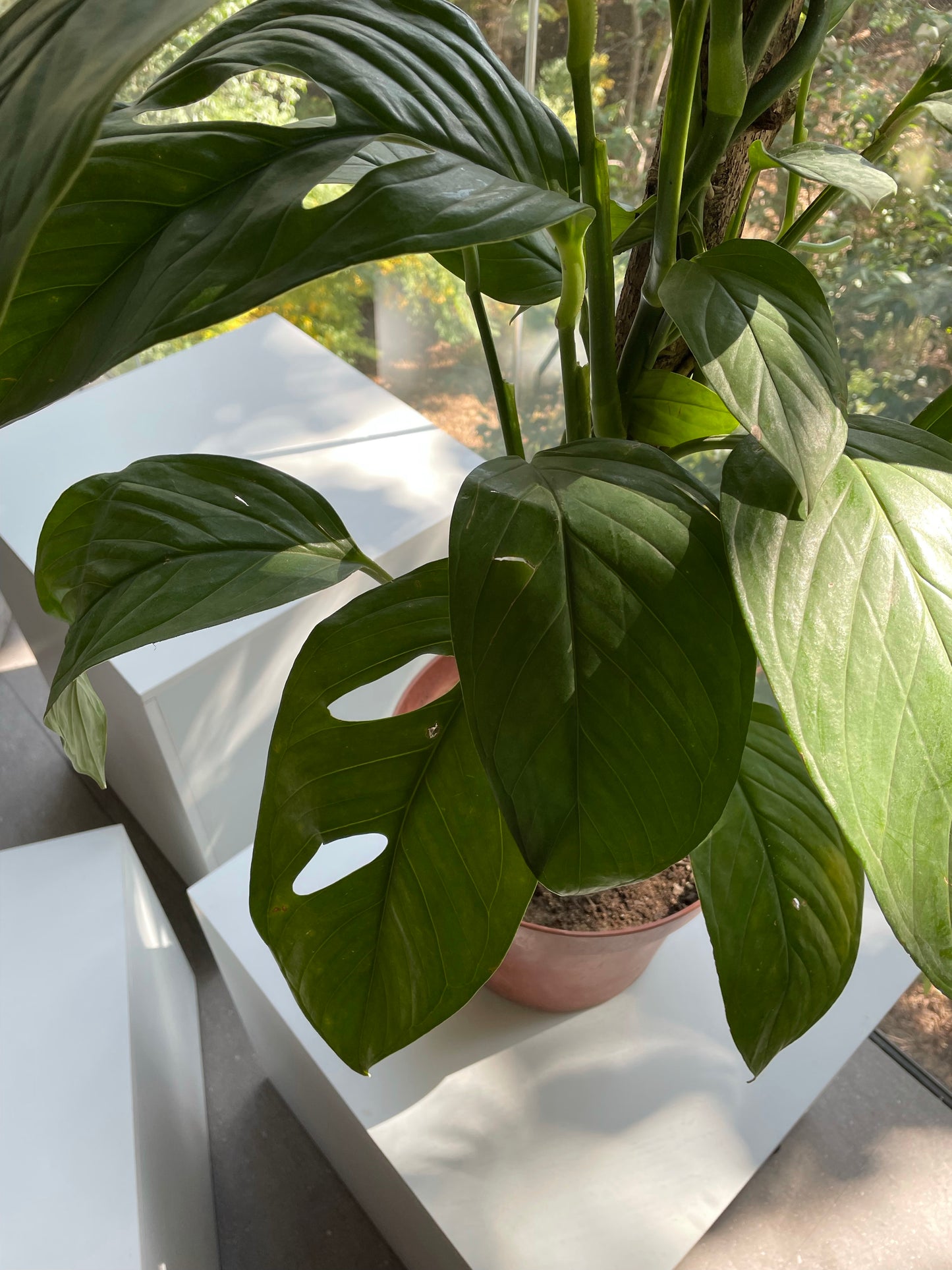 Planta Philodendro Esqueleto