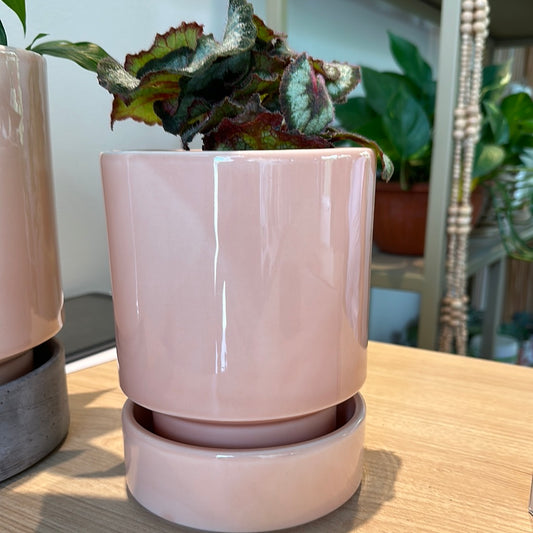 Bergs Italiana 14 cm Rosa Glaceado/Plato Glaceado