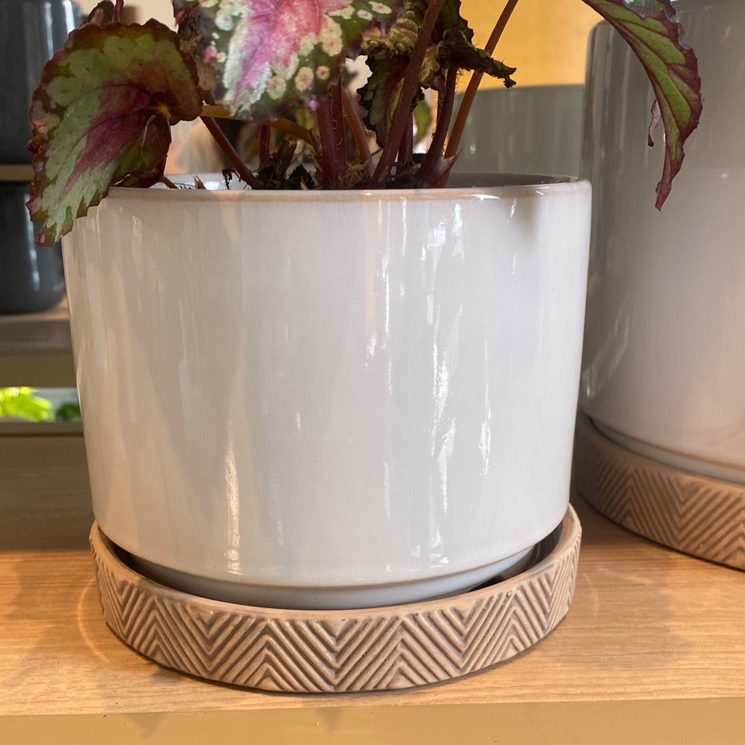 Maceta Cilindro Blanca Plato Beige Chica