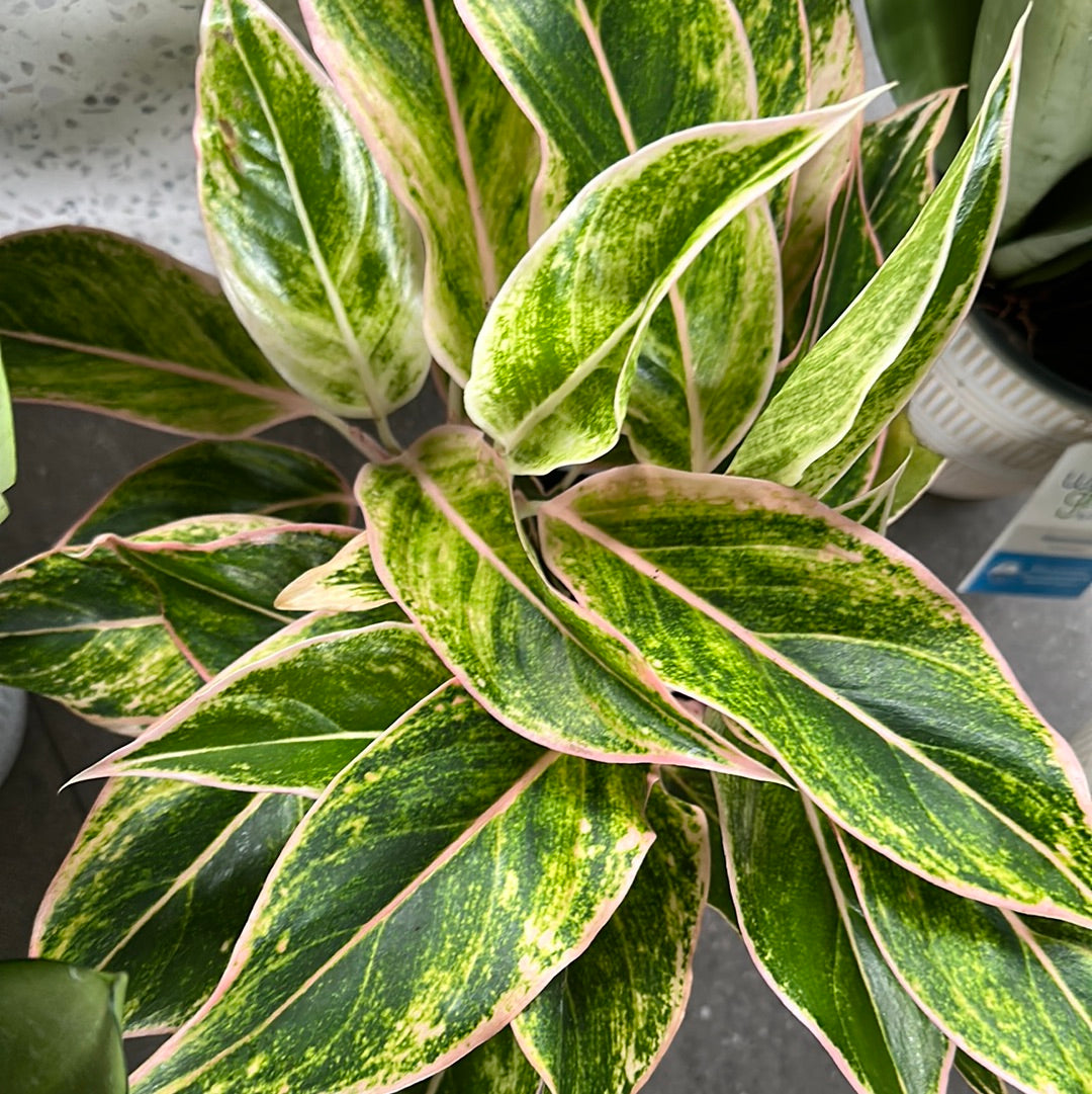 Planta Aglonema White