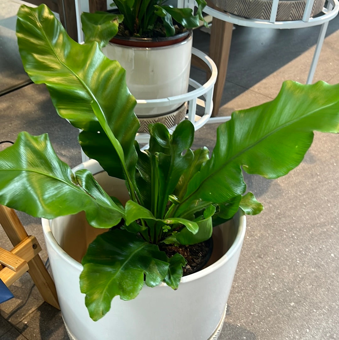 Planta Helecho Boston