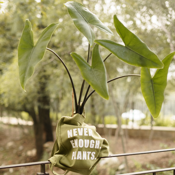 Plantas