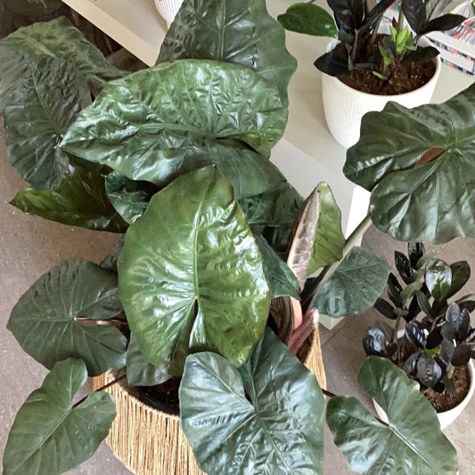 Planta Alocasia Black Elephant Ear