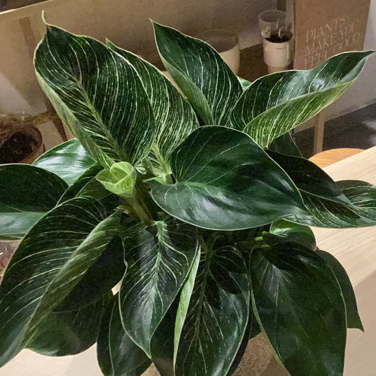 Planta Philodendron Birkin Grande