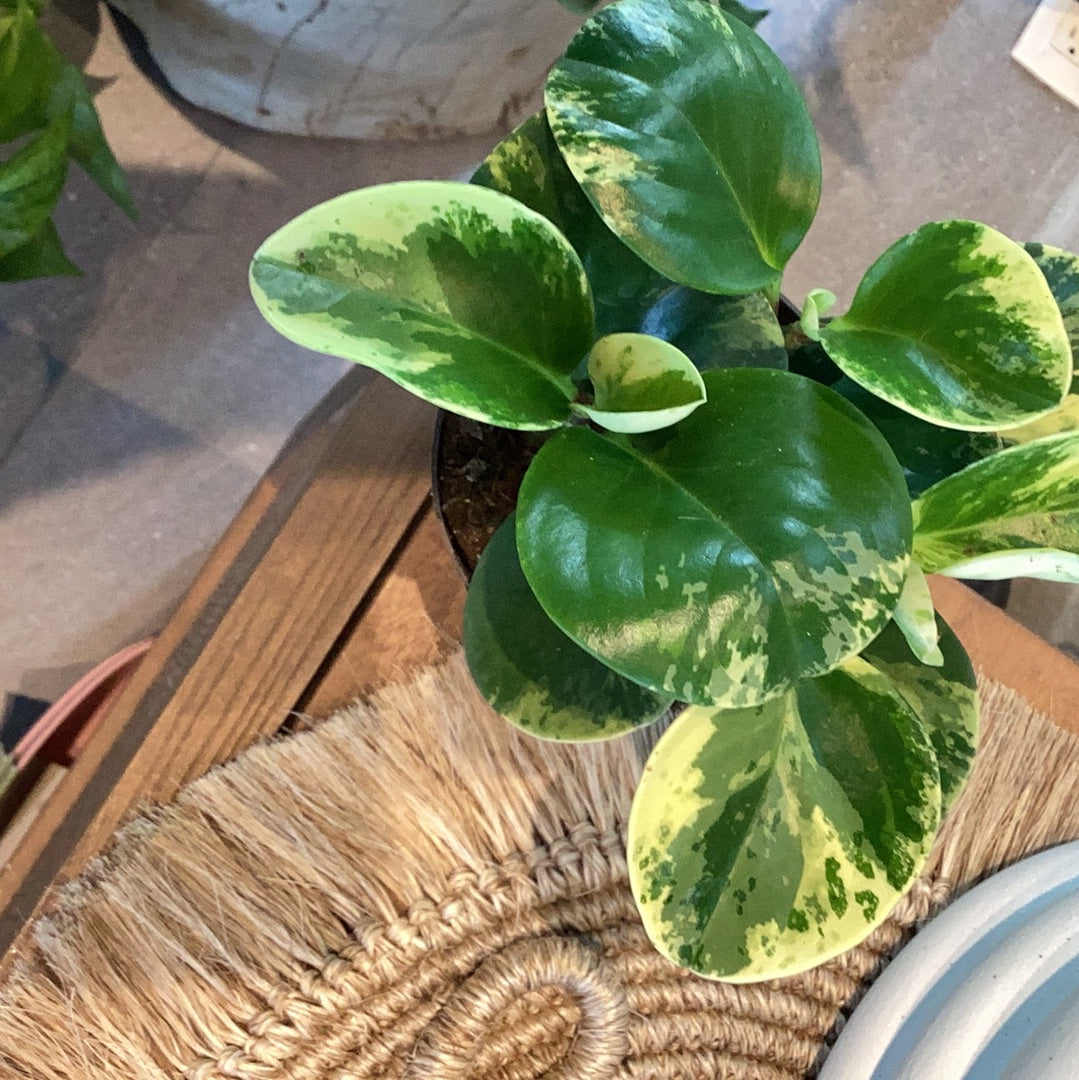 PLANTA PEPEROMIA VARIEGADA XS