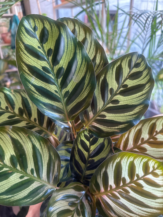 Planta Calathea Macoyana
