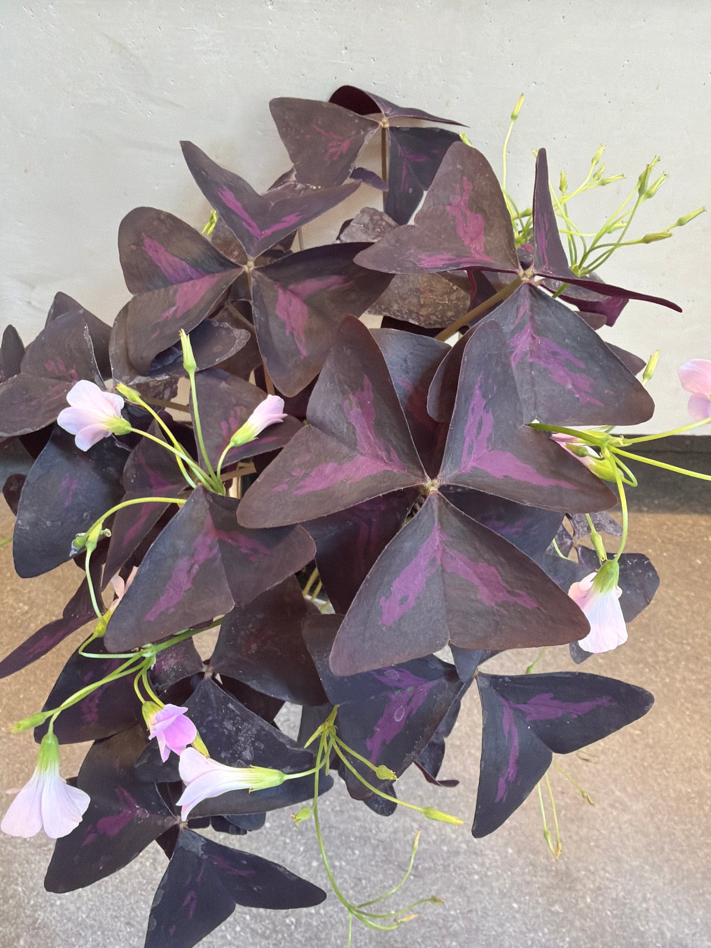 Planta Oxalis Morado