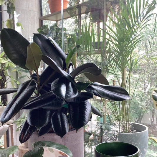 Planta Hule Negro Bambino